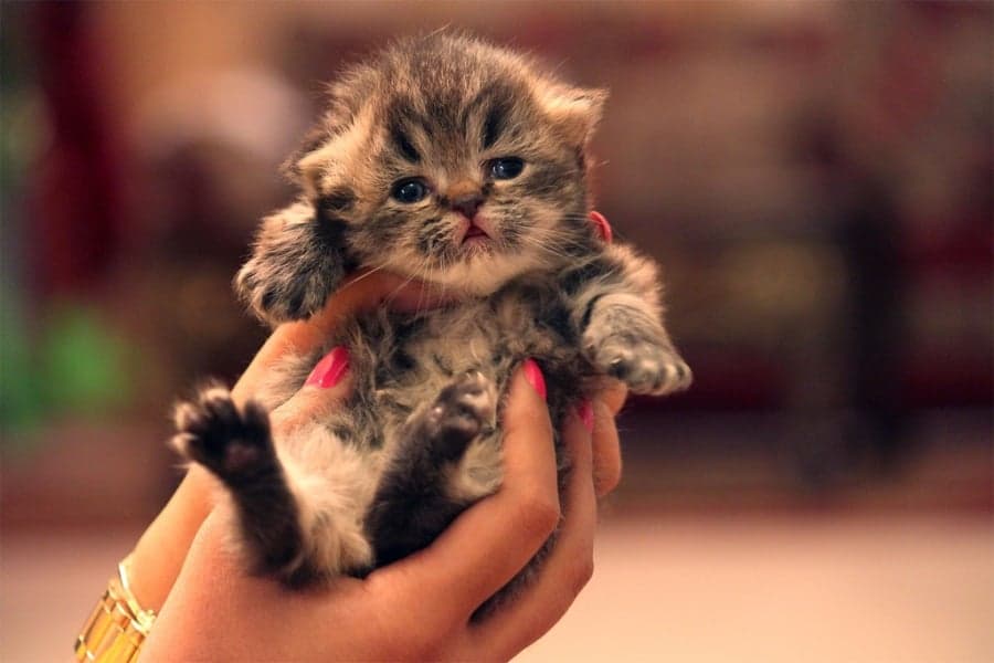 It’s A Fact – Kittens Are Good For Your Relationship!