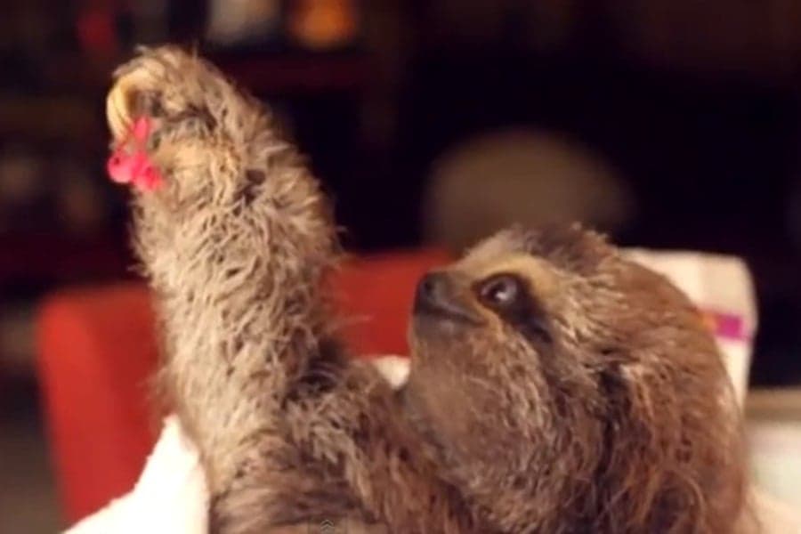 “I Got You A Present!” The Cutest Viral Video That You’ll Ever See