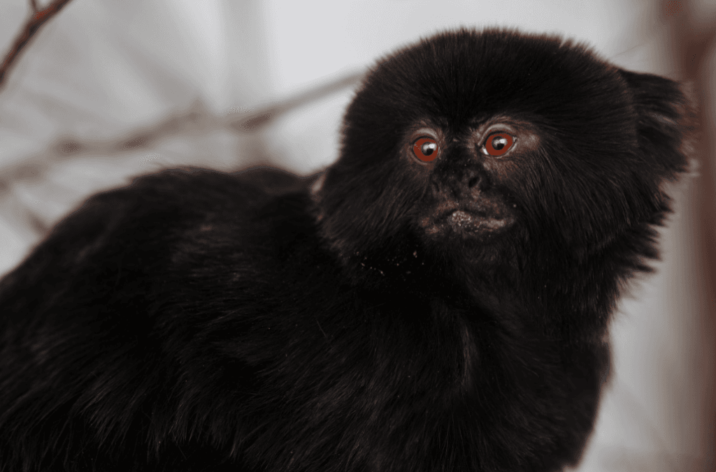 Monkey Business: Meet The Newest Arrival To Dublin Zoo…