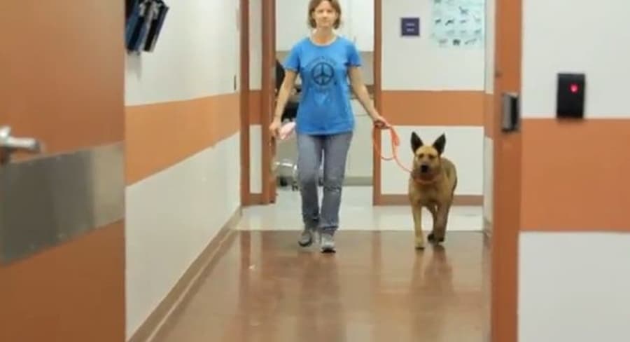 Dog Reunited With Family After Seven Months