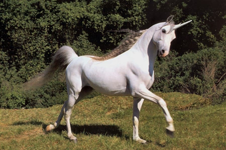 The Best Offer Ever? GroupOn Malaysia Offers 58% Off Unicorn-Back Riding