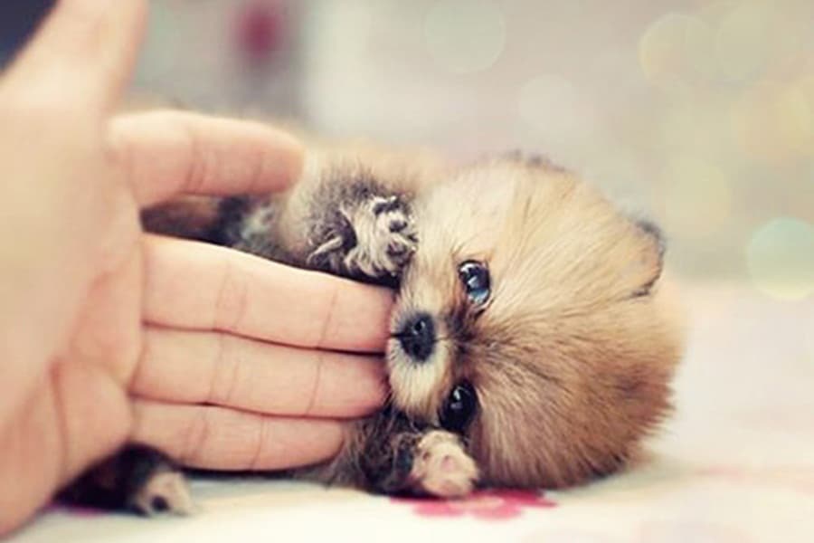 Pomskies, Labradoodles & Pookimos: Mongrels Finally Get The Nod So Check Out The Cutest In Show