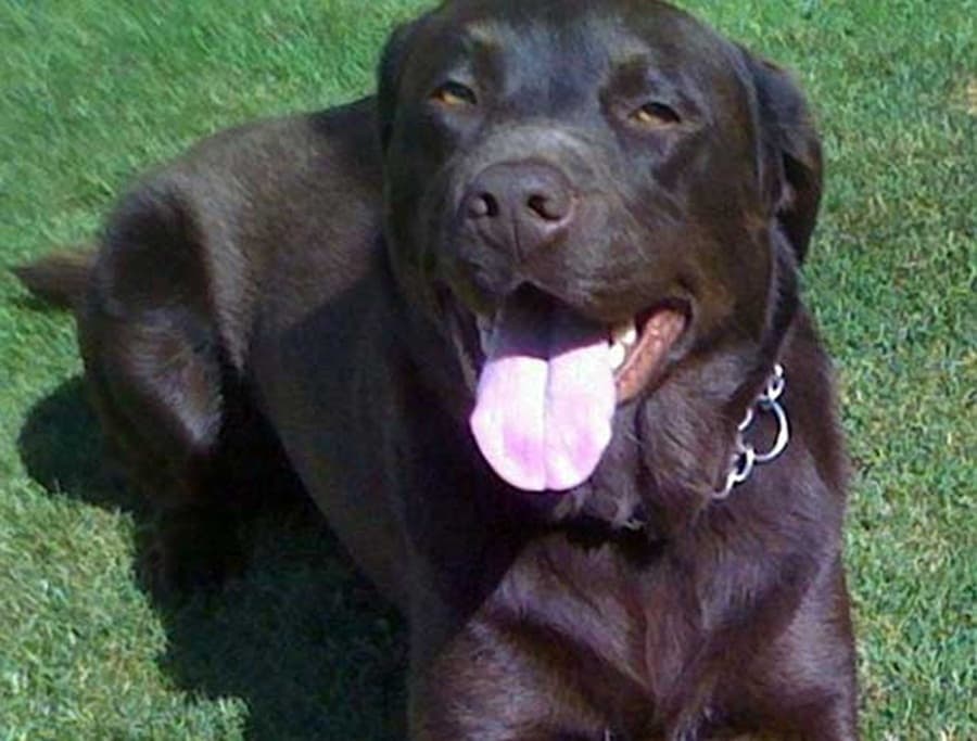 Singer Tweets Fans Thanking Them For Helping Her Find Her Dog, But It’s Bad News