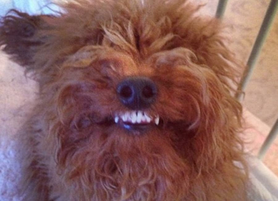 This Week’s Top 5 Celebland Tweets: Baby Bumps, Cute Proposal And A Funny-Looking Dog