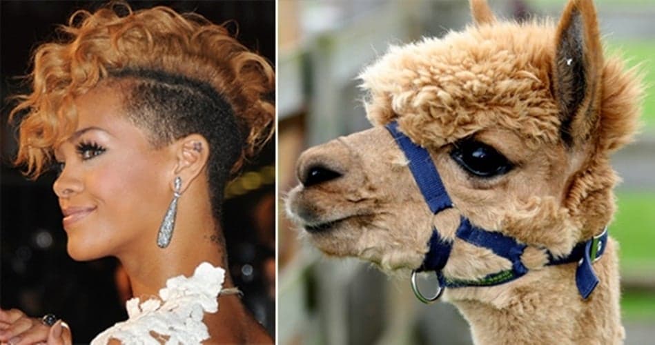 It’s Uncanny! Celebrities And The Random Animals They Look Exactly Like
