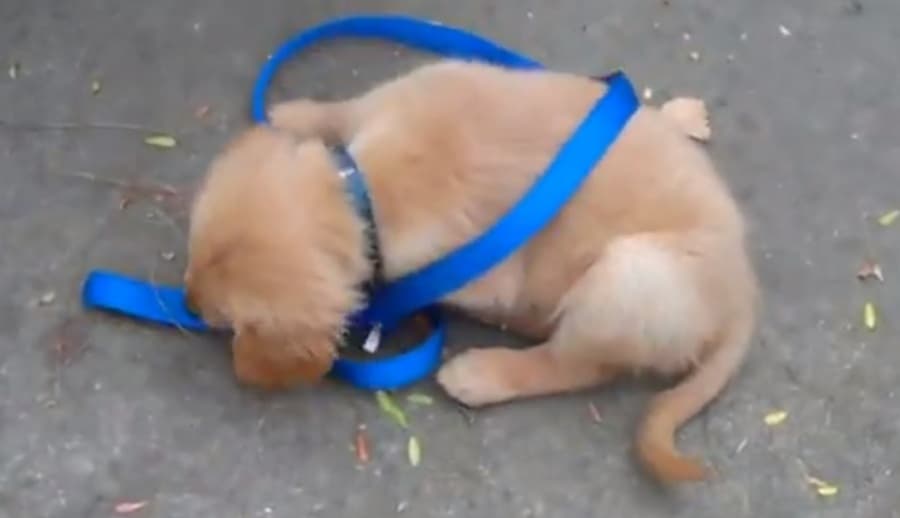 Video: Sometimes If You Want The Job Done, You Just Have To Do It Yourself!