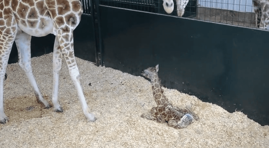 VIDEO: Watch A Baby Giraffe Get On Its Feet For The Very First Time