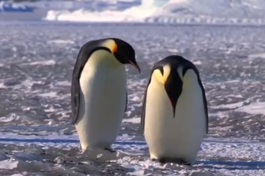 Slipping & Sliding: A Compilation Of The World’s Clumsiest Penguins