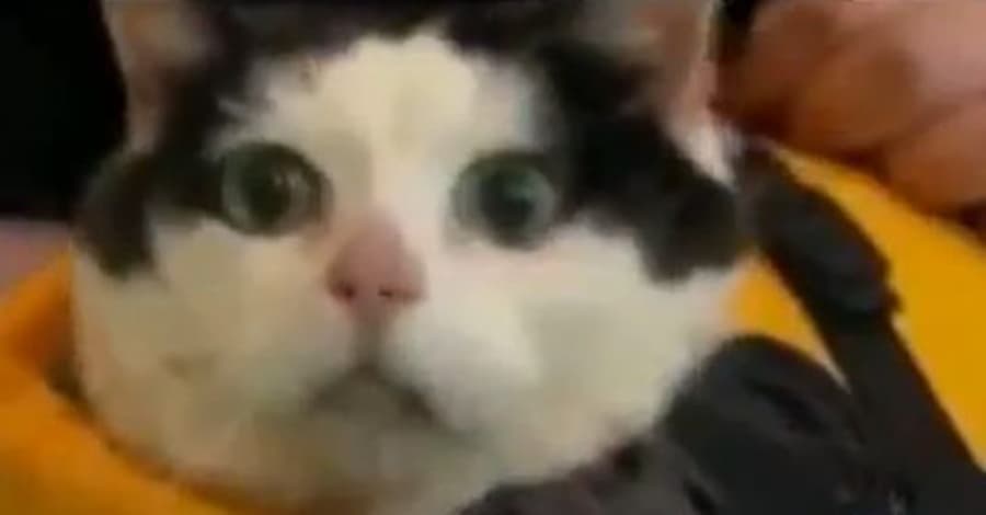 VIDEO: News Anchor Fluffs Her Lines During Fat Cat Piece