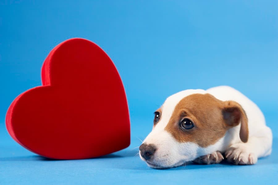 Puppy Love: One Dog Risks His Life In Order to Return To His Other Half