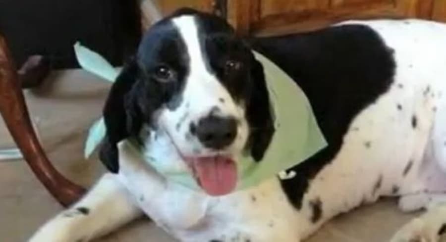 Springer Spaniel Ends Up in Ireland After Being Put on Wrong Flight by US Airline Much to Owner’s Disgust