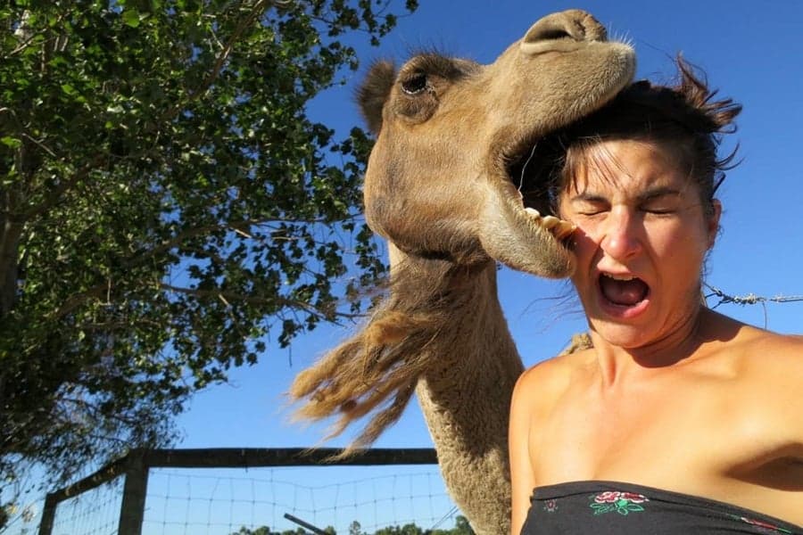 This Is Why You Should Never Work With Animals: Selfie With A Camel Goes Wrong. Horribly, Horribly Wrong.