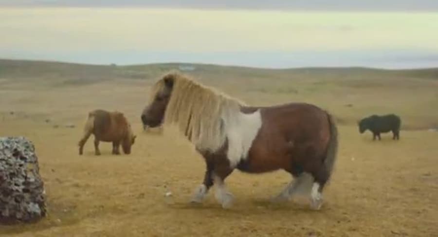 Dancing Pony Rakes Up One Million Youtube Views