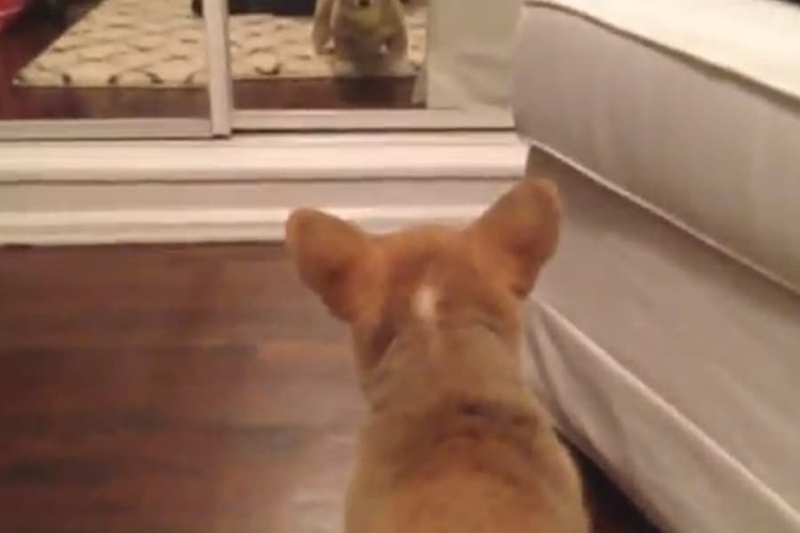 “Who The Hell Is That?!” Puppy Has Hilarious Reaction When It Sees It’s Reflection For The First Time