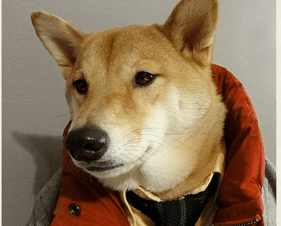 Bow Wow Stylista: How One Dog Became Famous Overnight