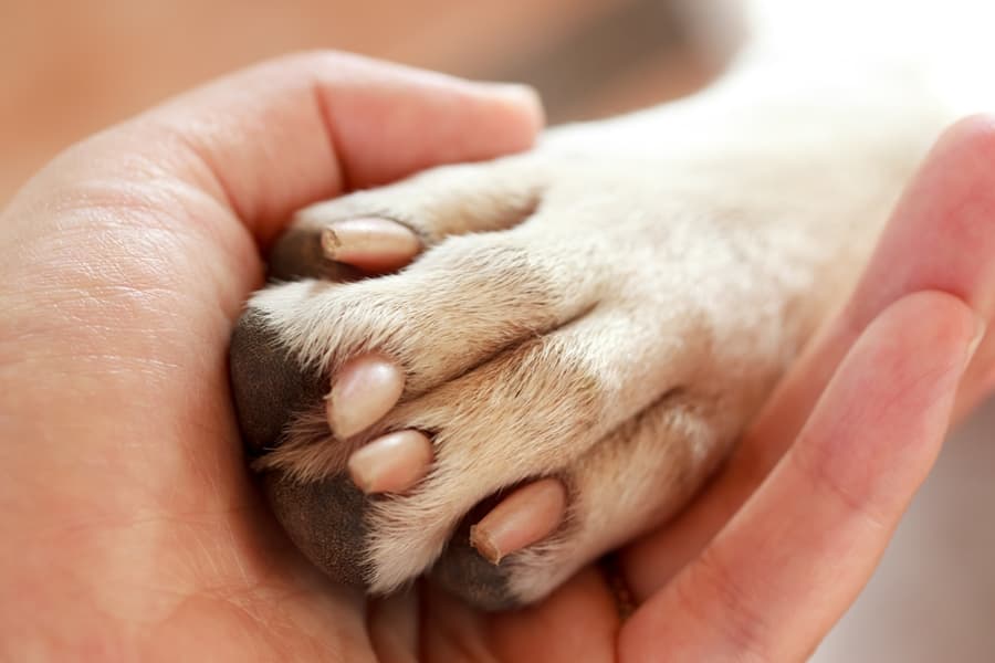 What A Hero! Dog Saves The Life Of His Owner & Her Unborn Baby