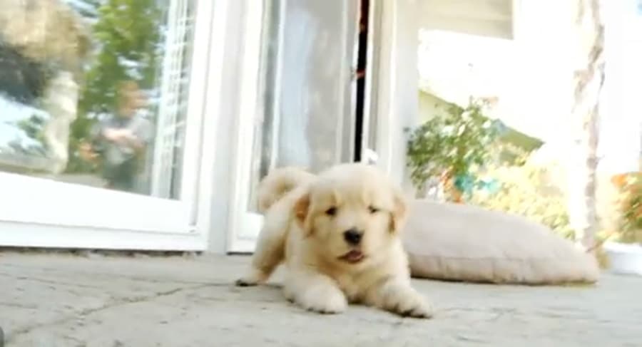 VIDEO: Most Adorable Puppy Ever Thinks It’s Big And Scary