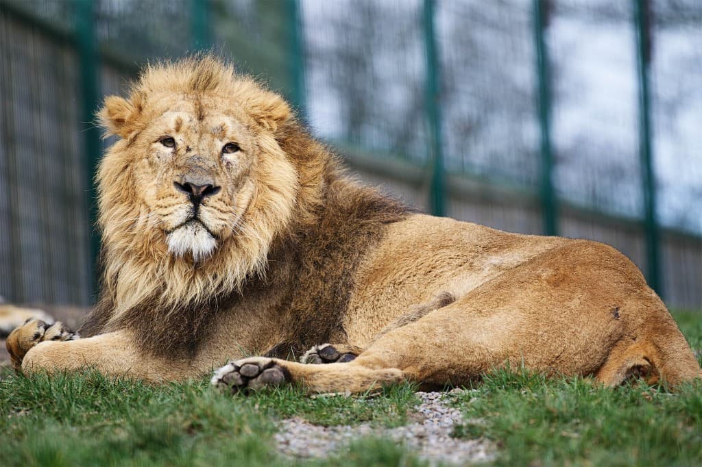 Meet Kumar – The Latest Addition to Dublin Zoo