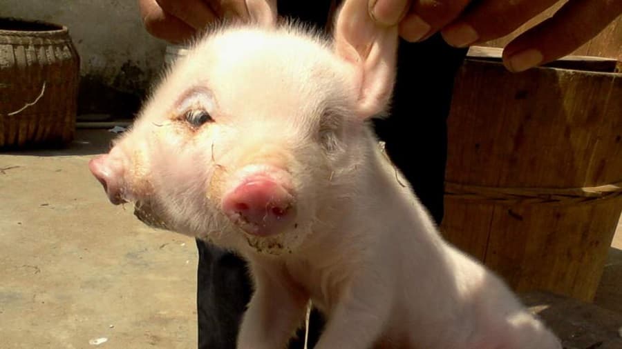 PHOTO: Picture Emerges Of Two-Headed Pig Born In China