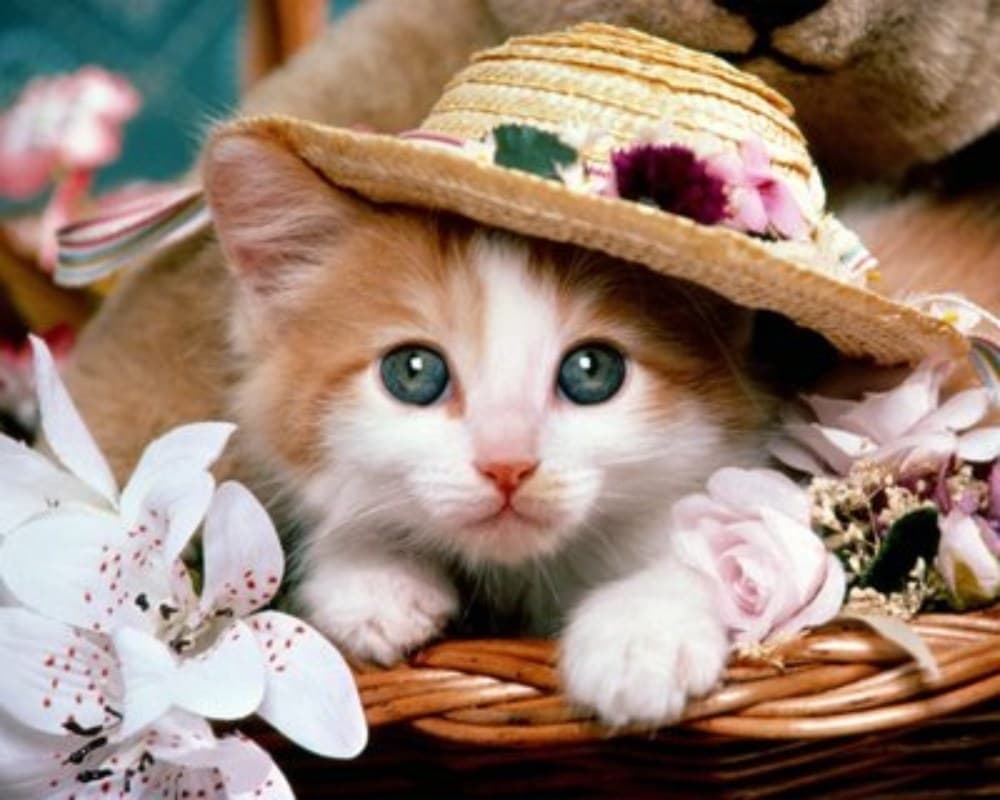 VIDEO: Adorable Toddler Sings Soft Kitty Song to Stray Cat