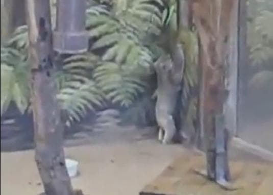 VIDEO: Adorable Koala Just Wants To Climb The Tree