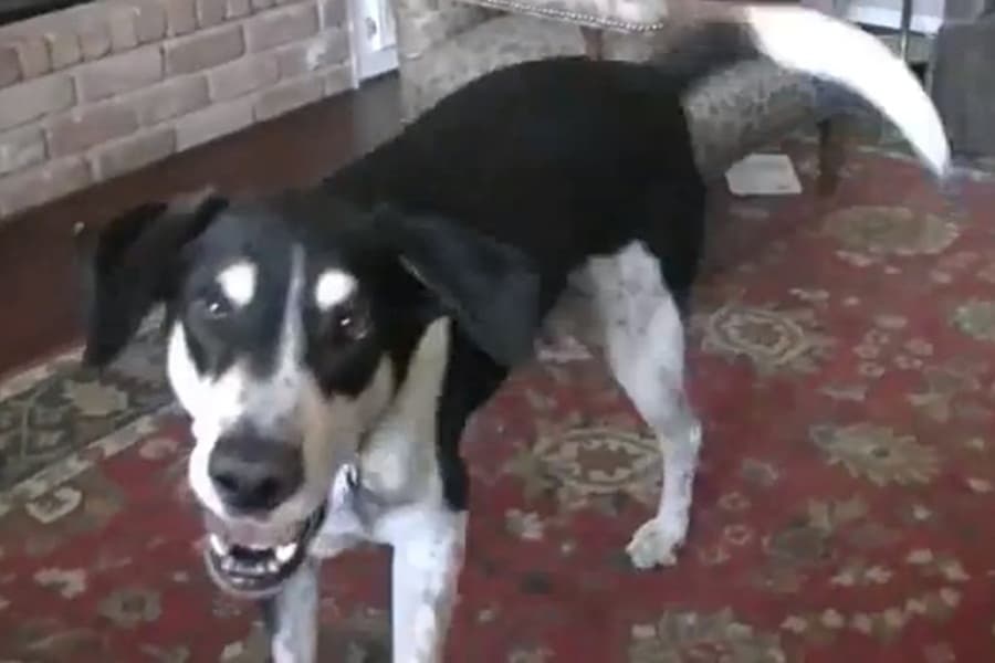 “Did You Get Me A Cat?!” Talking Dog Video Takes The Internet By Storm