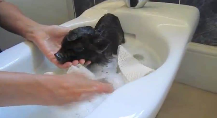 This Will Make You Smile: Have You Ever Seen A Baby Micro Pig Have A Bath Before?