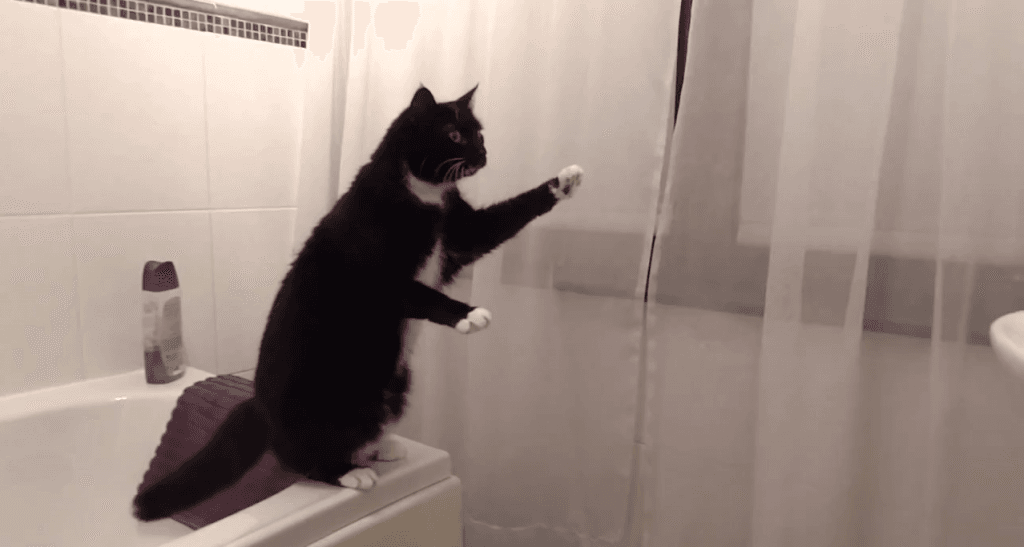 VIDEO: Cat Tries Out Some Poses… In Front of the Bathroom Mirror