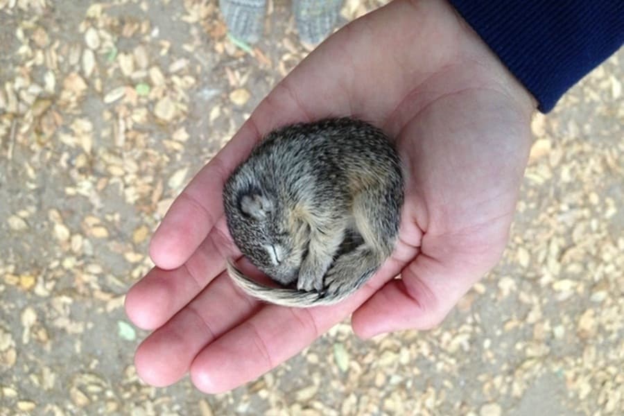 We’ve Never Seen A Dog Like This Before! Baby Squirrel Gets Adopted By Some Unlikely Parental Figures