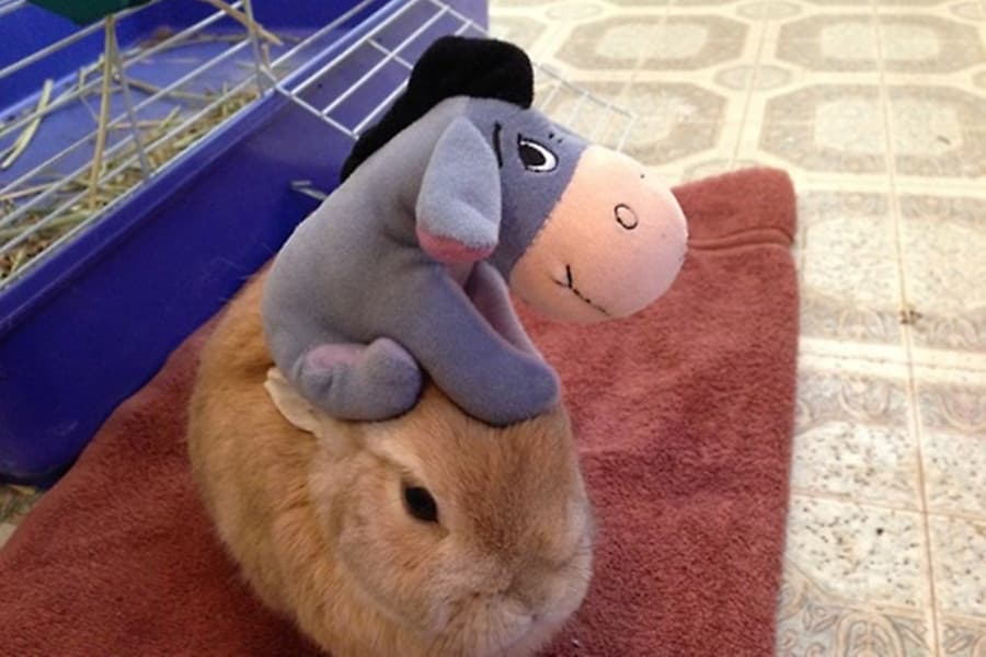 Well… That’s An Interesting Hat: Meet The Internet’s Newest Celebrity…