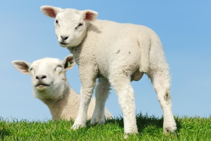 Ewe Must Be Having A Laugh: Scientists Invent Glow-In-The-Dark Sheep