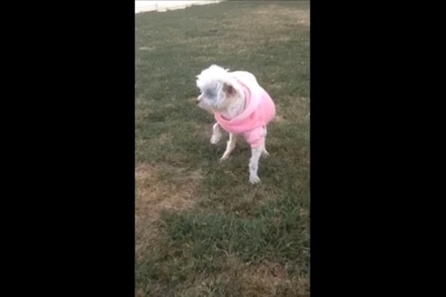 Heart-Breaking First Steps: Puppy Mill Dog Walks On Grass For The First Time