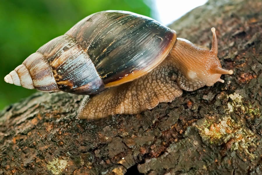 Giant Snails, Mice & Spiders: The Five Infestations We Couldn’t Deal With In Ireland