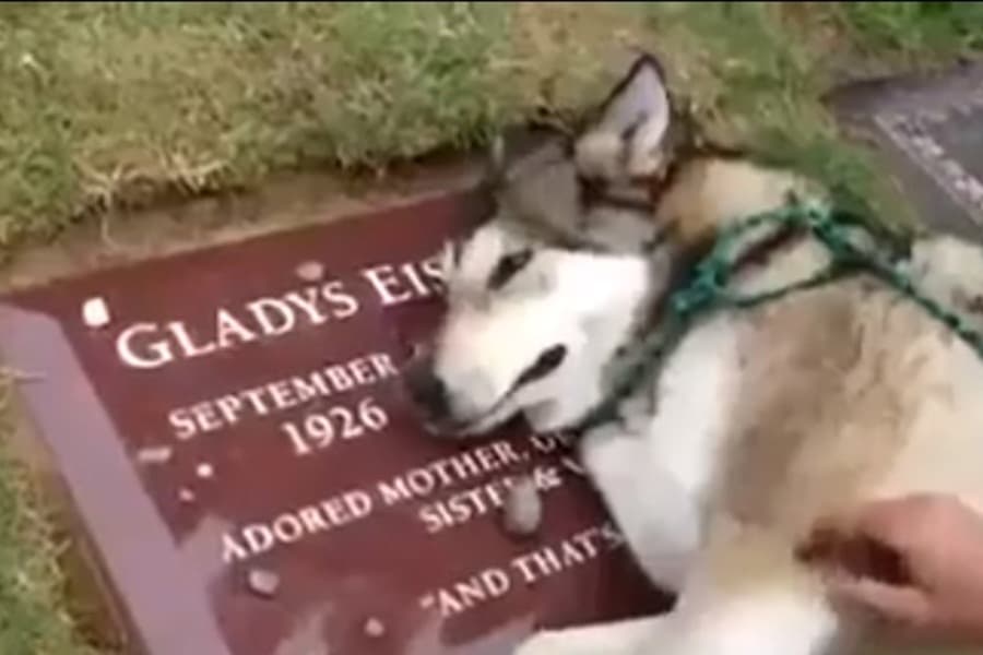 Absolutely Heartbreaking: Dog Starts ‘Crying’ When He Visits His Owner’s Grave For The First Time
