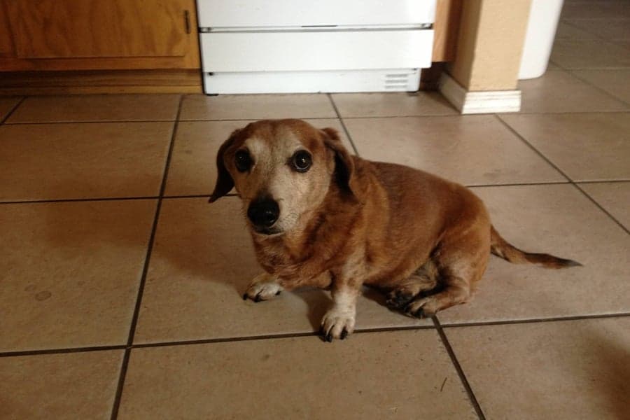 Kind or What? Man Goes Out Of His Way To Make Life Easier For His Elderly Dog