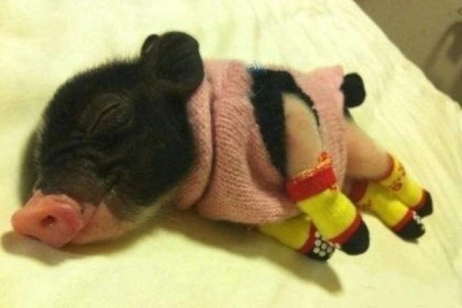 That’s How You Rock A Sweater/Sock Combo: Snoozing Micropig Takes The Internet By Storm
