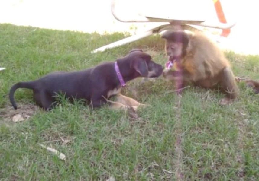 This Is Why You Should Never Share A Lollipop With A Monkey…