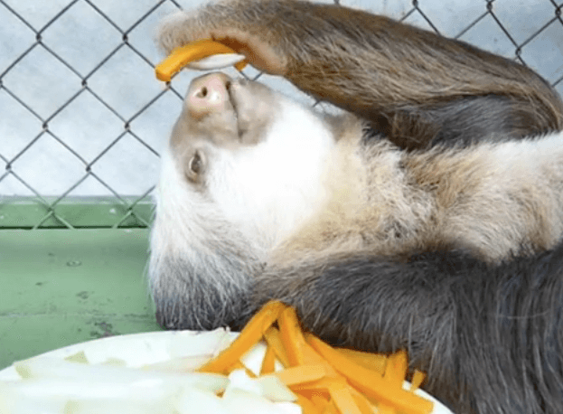VIDEO: Just a Lazy Day for a Sloth, Chilling Out and Eating Carrots
