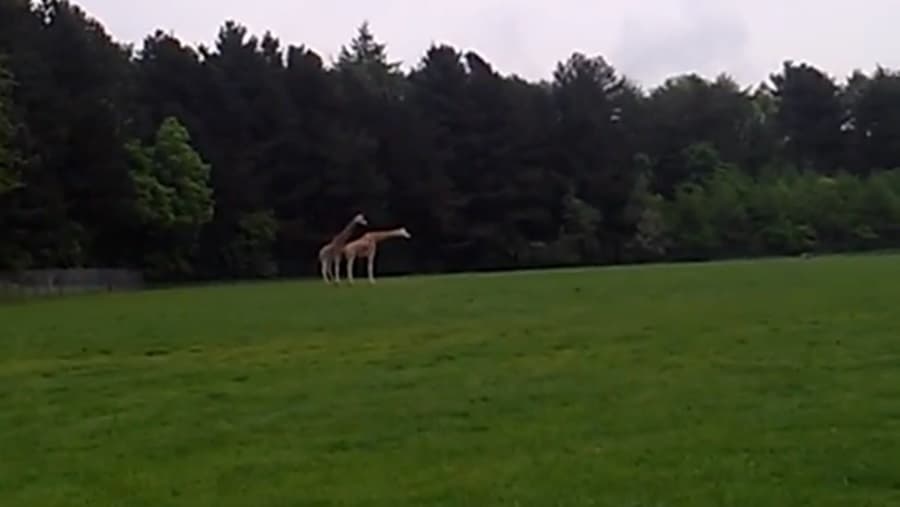 VIDEO: Ooh, Burn!!! Rejected… Animal Kingdom Is A Cruel Place