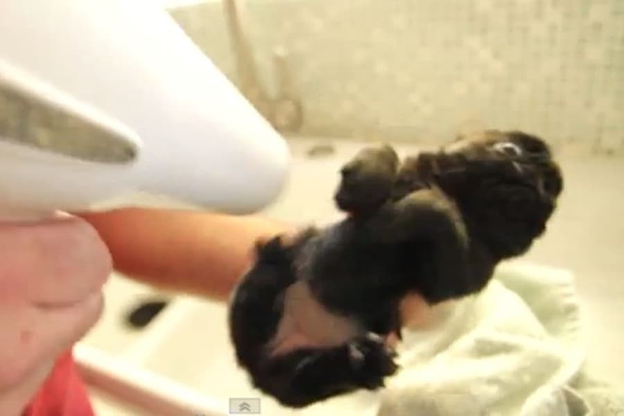Have A Case Of The Monday Blues? This Adorable Clip Will Get You Smiling Again!