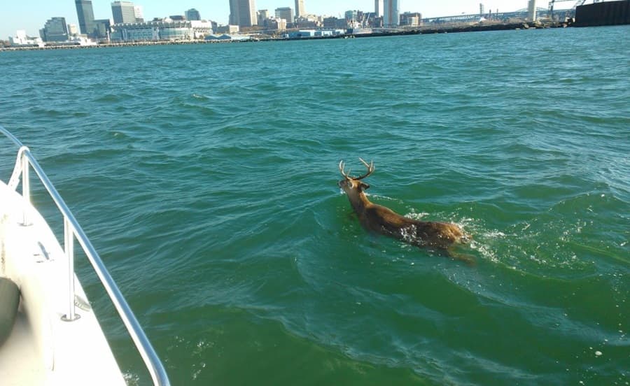 PICTURE: Deer Santa, Did You See This?! The Most Bizarre Image You’ll See Today