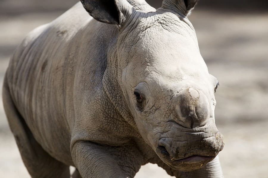 PICTURE: Dublin Zoo Welcomes Another New Arrival