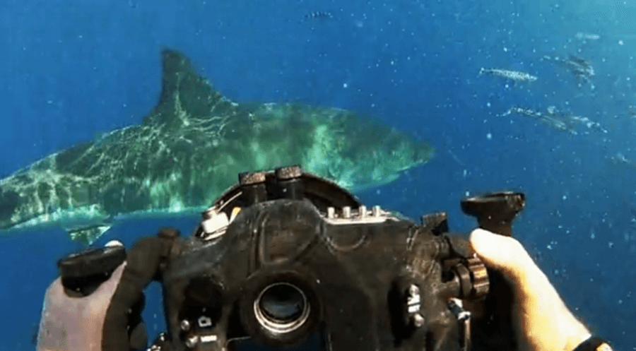 VIDEO: The Amazing Story Of How One Woman Started Swimming With Great Whites