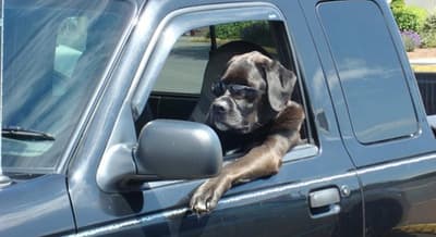 I’m A Real Boy – Sixteen Dogs Who Think They Are Human