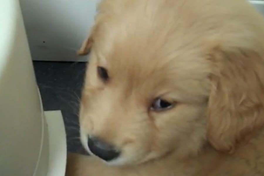 Time For Some Gripe Water? Tiny Puppy Gets An Adorable Case Of The Hiccups