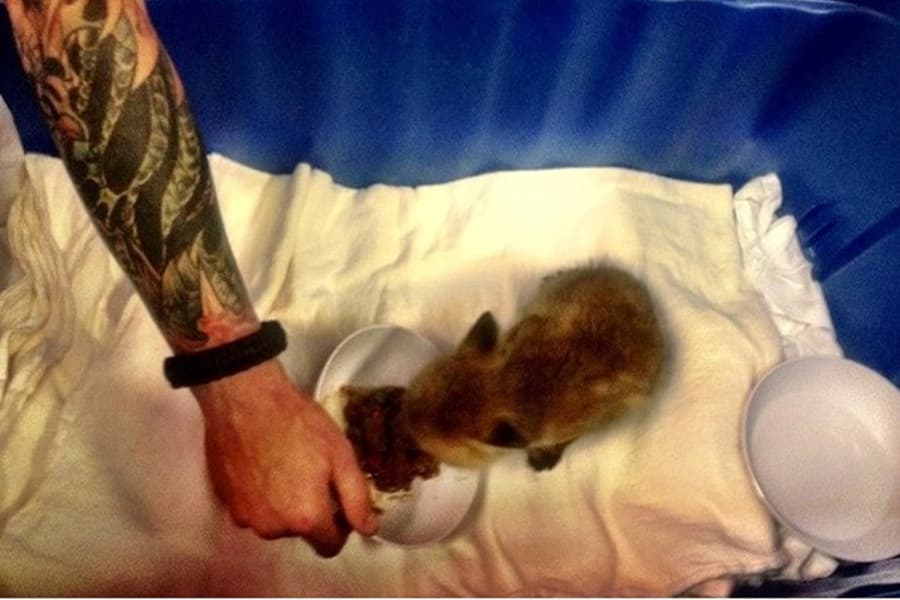 Sexy & Caring: Firemen Rescue Injured Fox Cub & Nurse It Back To Health