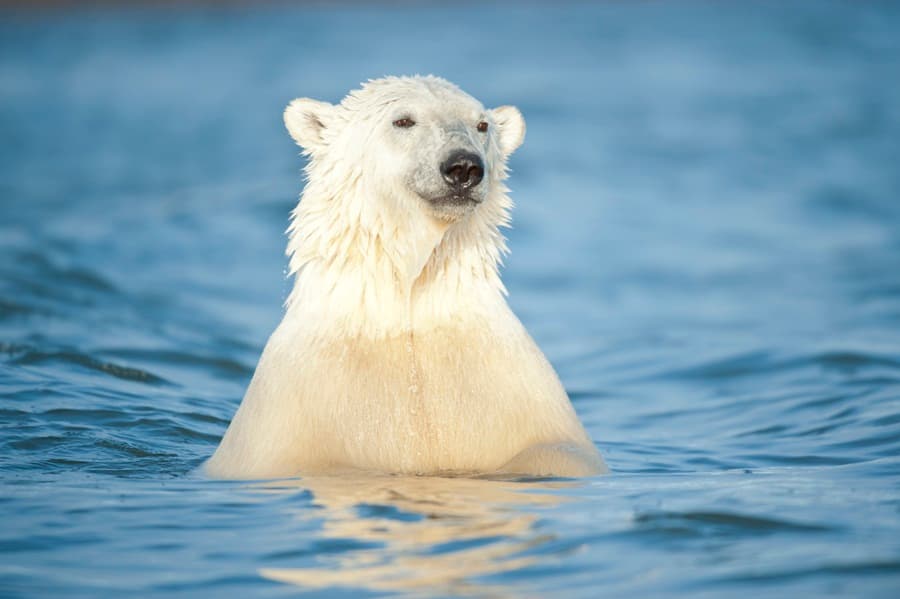 Wanted: One Polar Bear Spotter. Could You Do This Job?