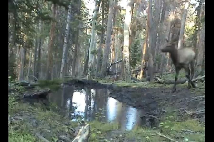 Making A Splash: Adorable Baby Elk Caught On Camera As He Plays In A Puddle