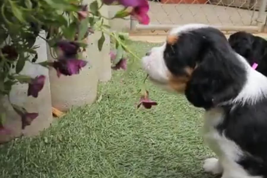Stressful Day At Work? Watch This Video Of Cute Puppies Frolicking In The Garden For Instant Happiness