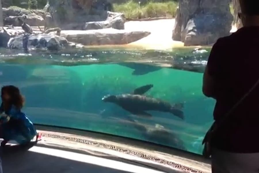 “Is She Okay?!” This Seal Is Super-Concerned About A Little Girl That’s Fallen Over